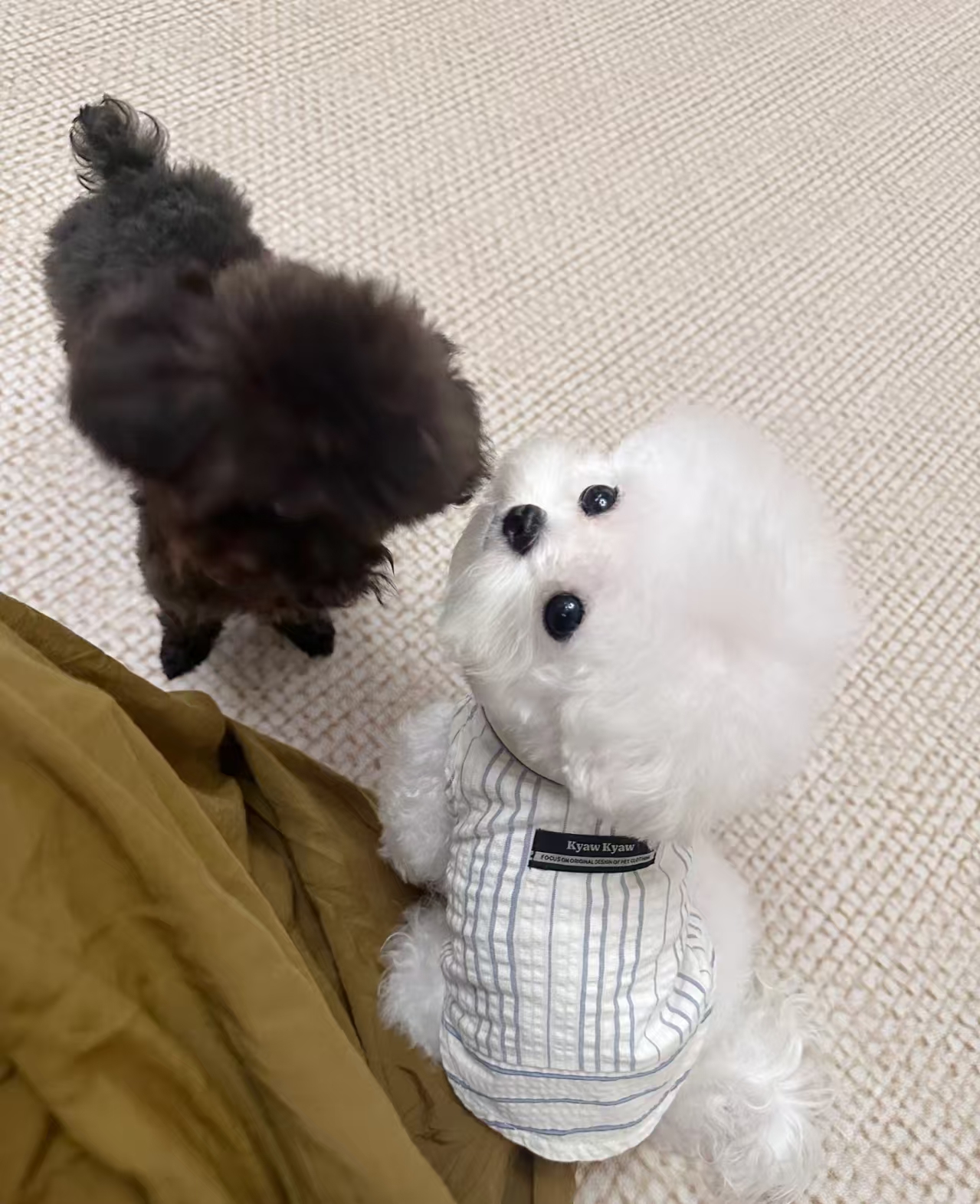 洁白如玉小比熊